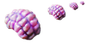 item 'jellynut'